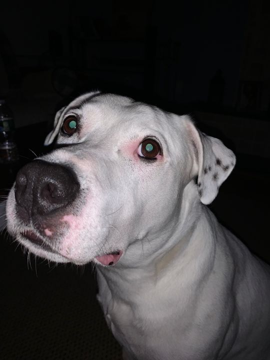 Close portrait of Max in a dark room, white fur glowing, eyes turned up