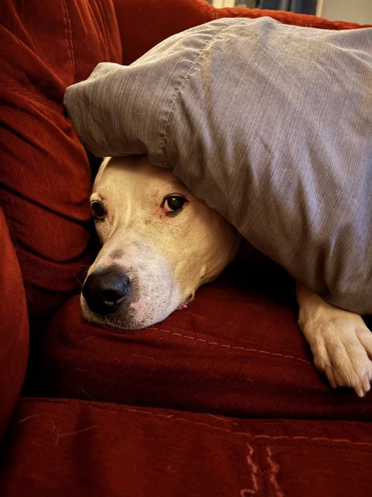 Max peeking out from under a pillow on a red couch