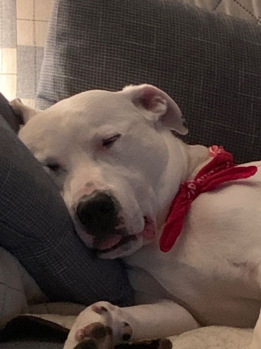 Max resting his head on a couch cushion with a red bandana, eyes half closed